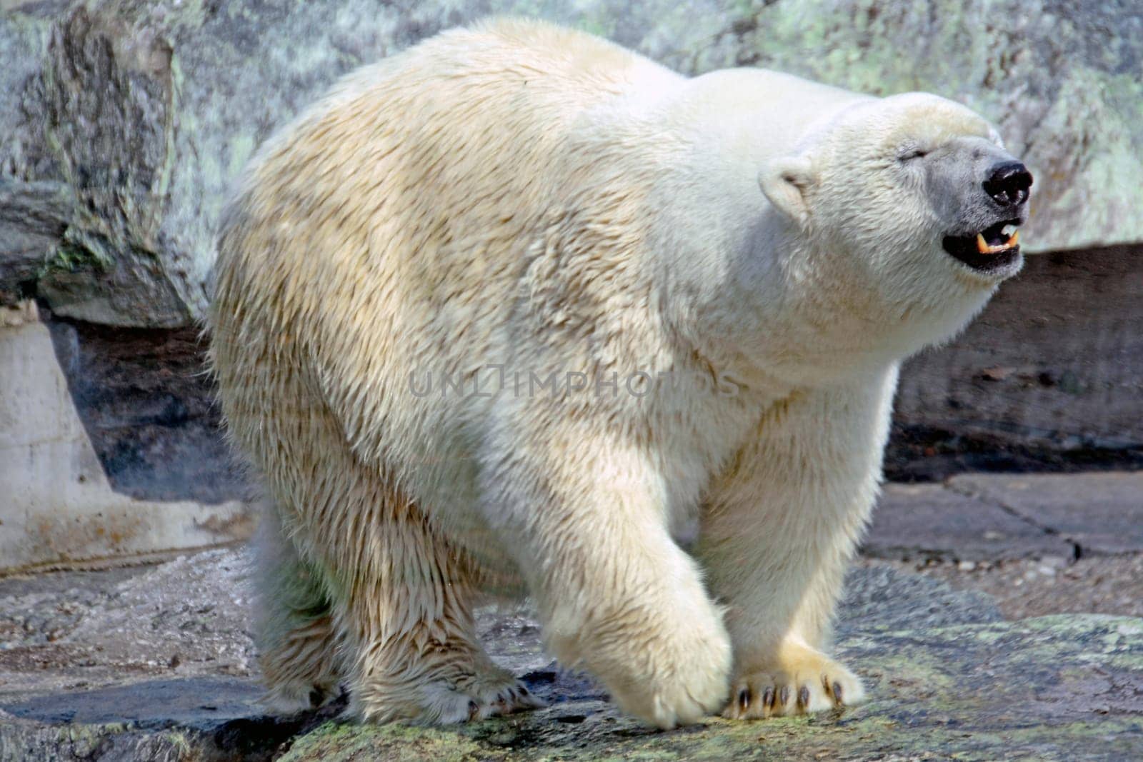 Polar bear
