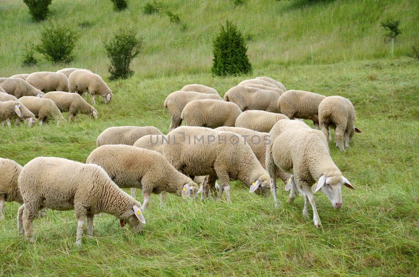 Flock