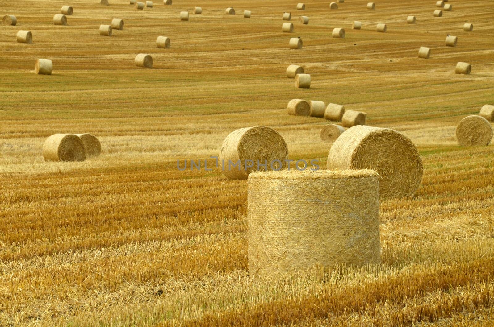 Straw bales