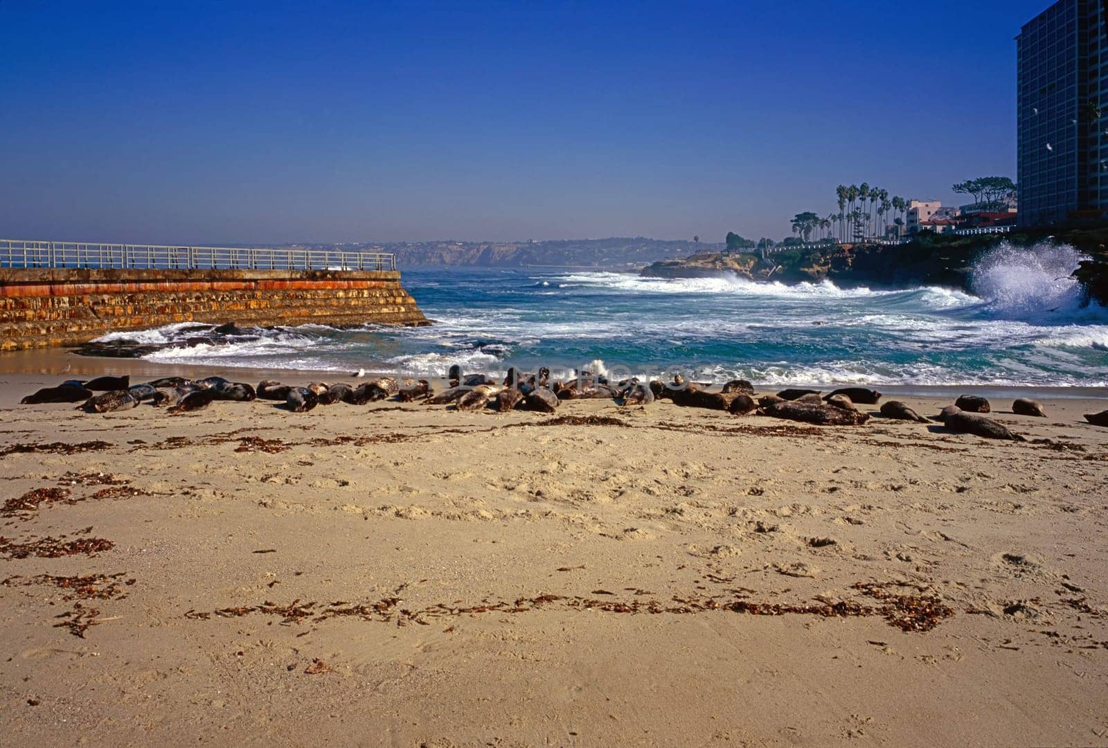 Seal on beach in La Jolla, California