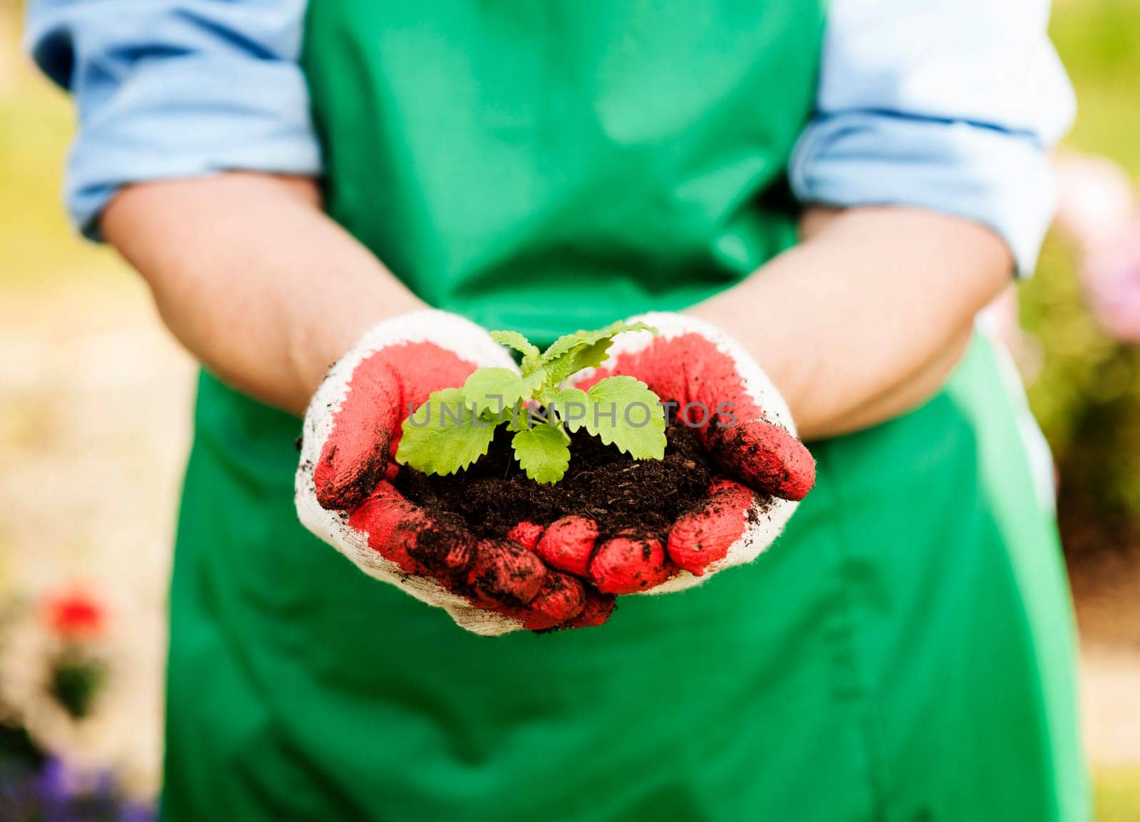 Woman holding small plant in hands