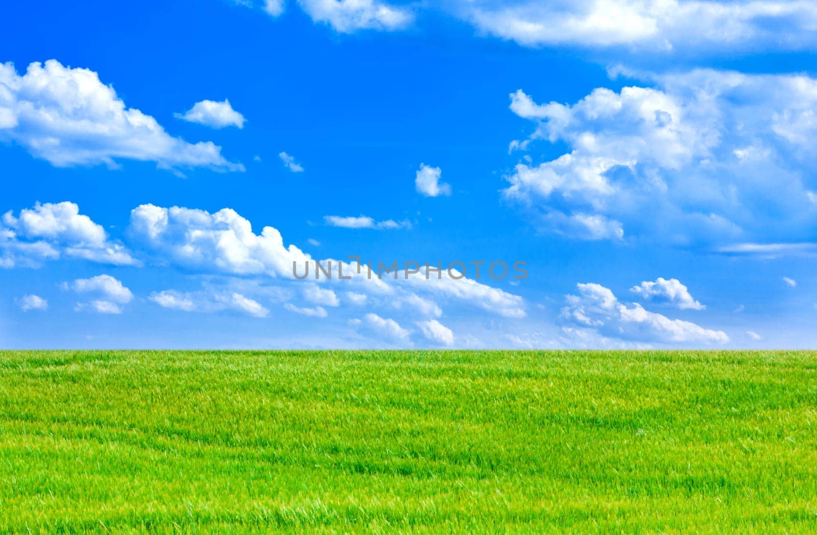 Contrast between a barley field and a cloudy blue sky