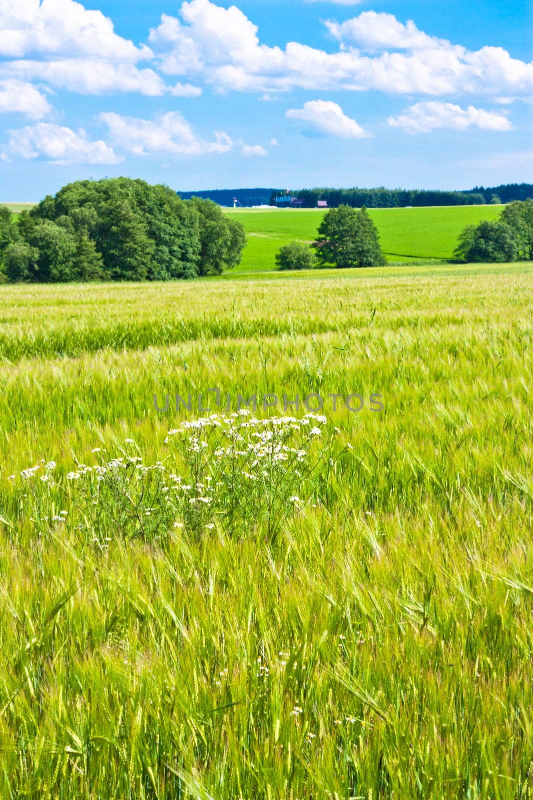 Landscape composed of a barley field in the foreground