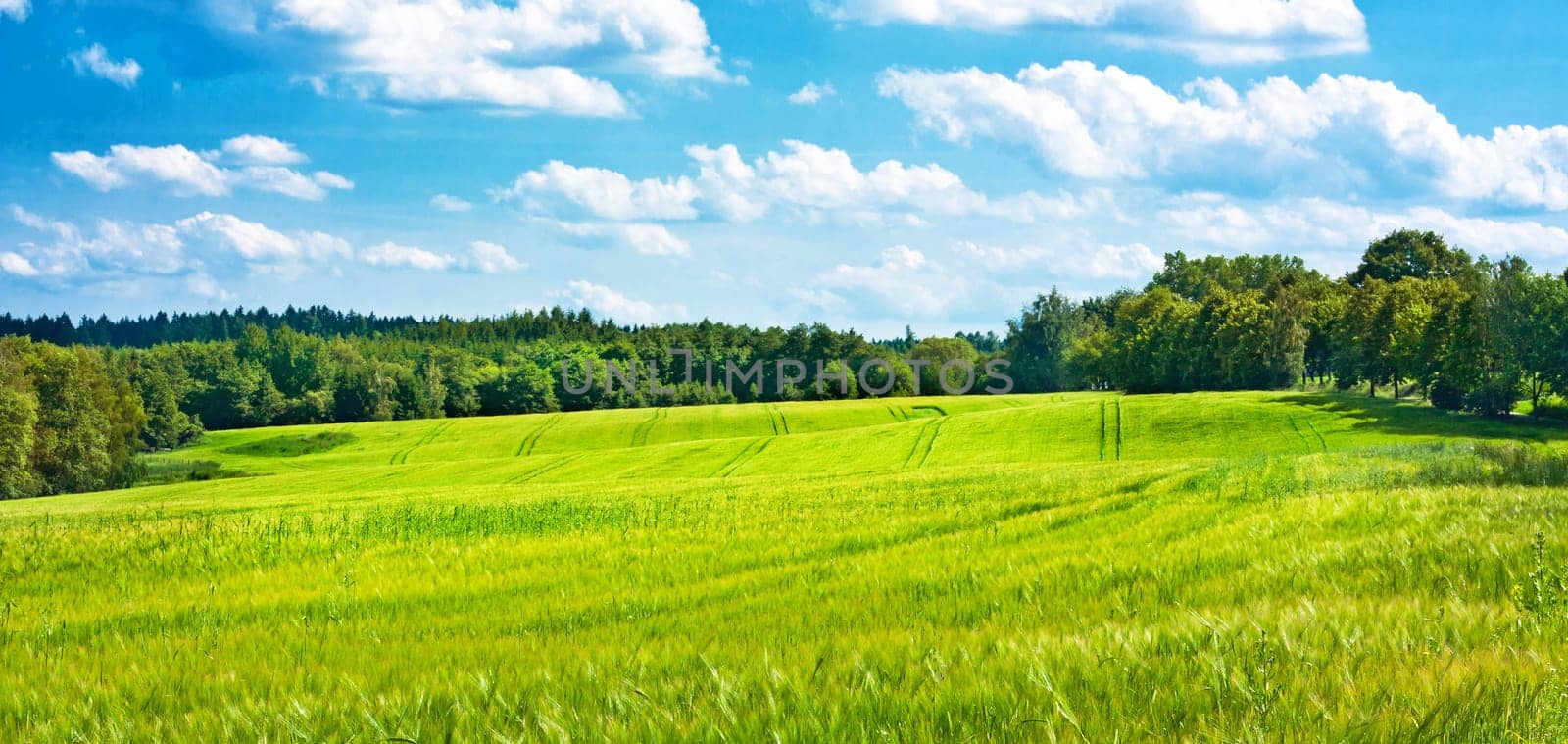 Barley fields undulating the middle of woods and cloudy blue sky