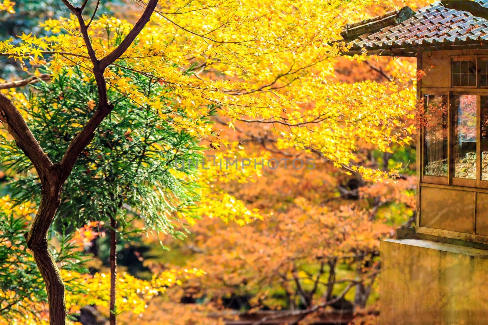 Red leaves of the maple in autumn for adv or others purpose use