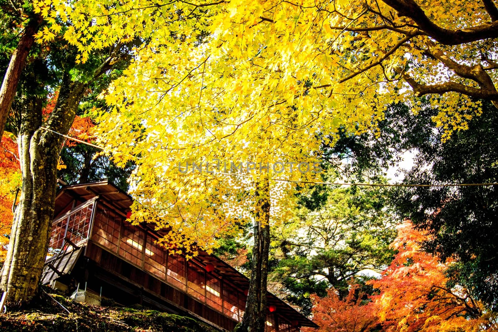 Red leaves of the maple in autumn for adv or others purpose use