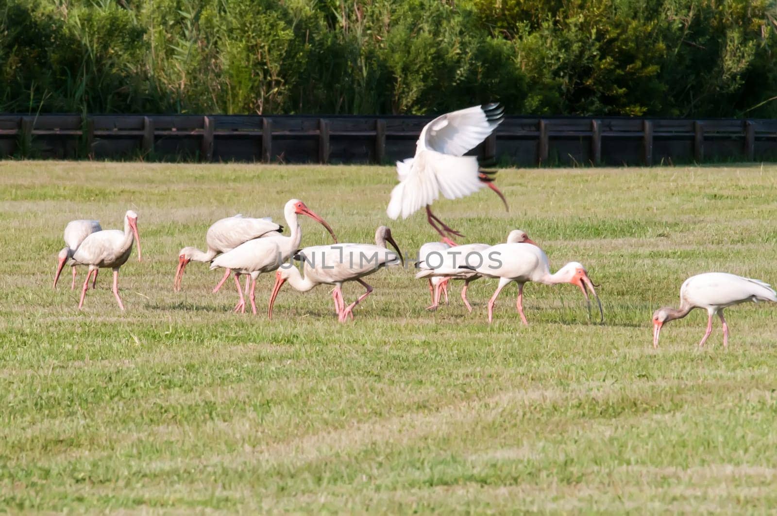 white ibis flock of birds at cape hatteras national seashore