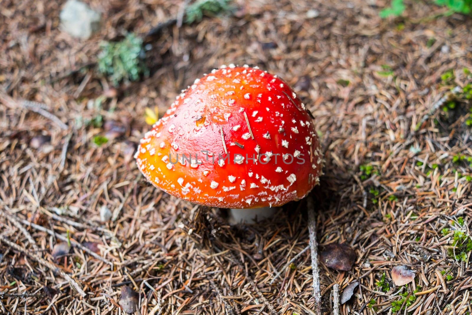 Shallow depth of field shot of red Amanita Muscaria mushroom with white dots.