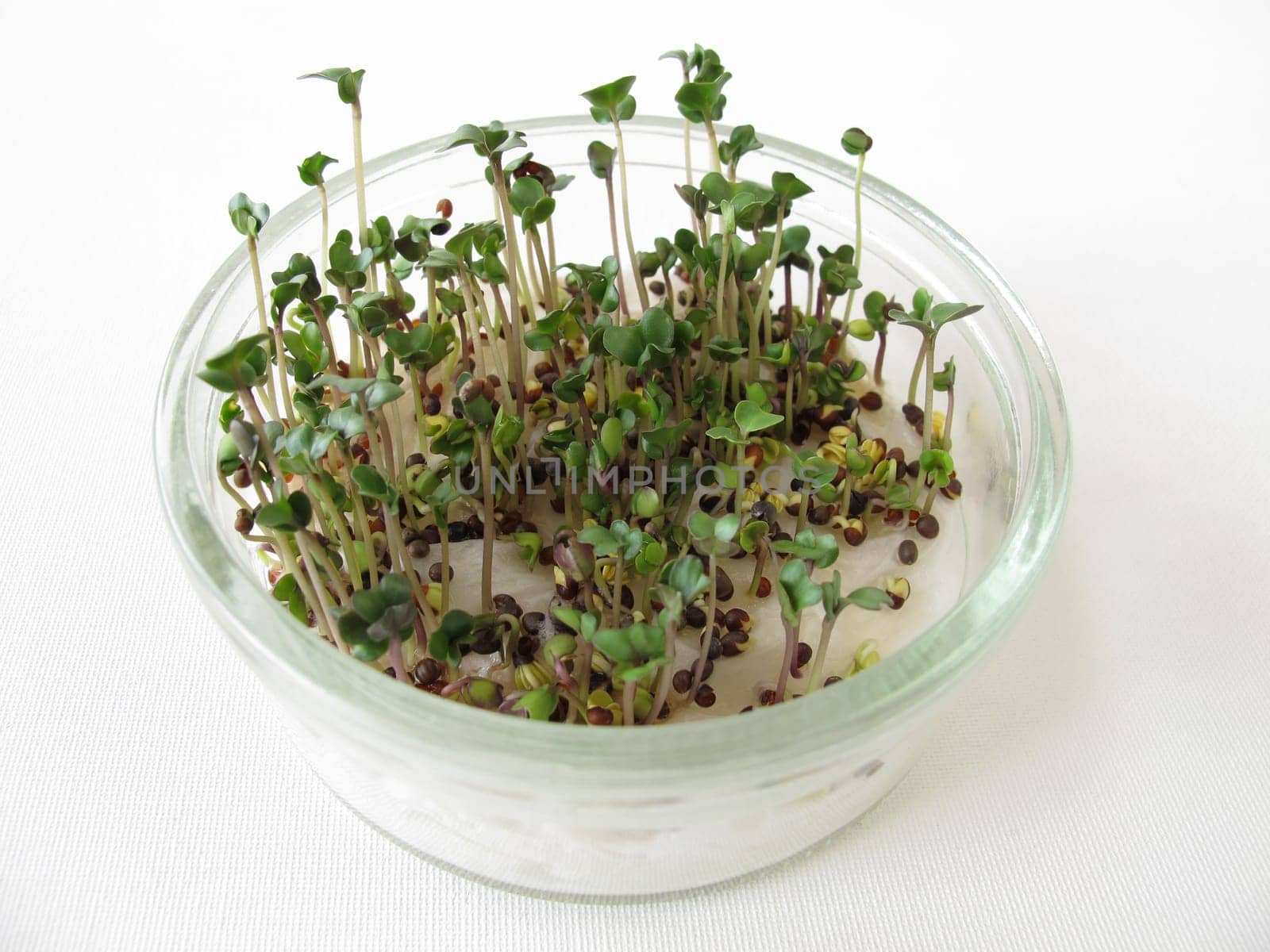 Sprout broccoli