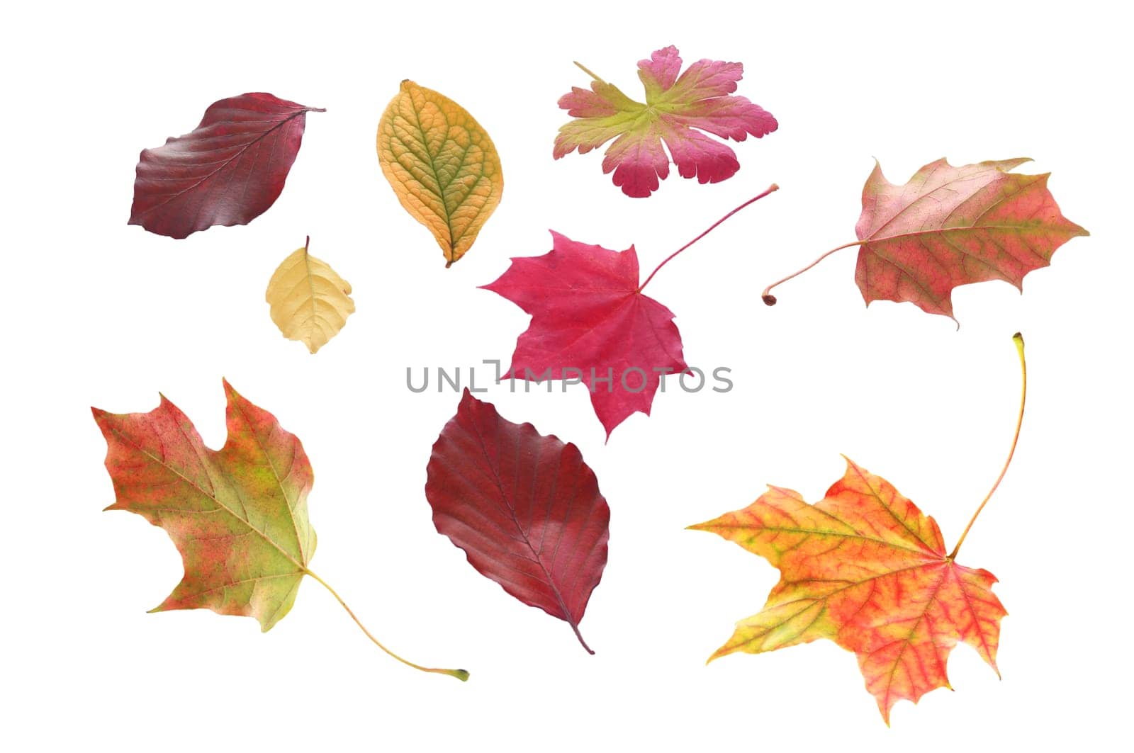 Selection of individual autumn leaves in various shapes and bright colors marking the changing of the seasons isolated on white
