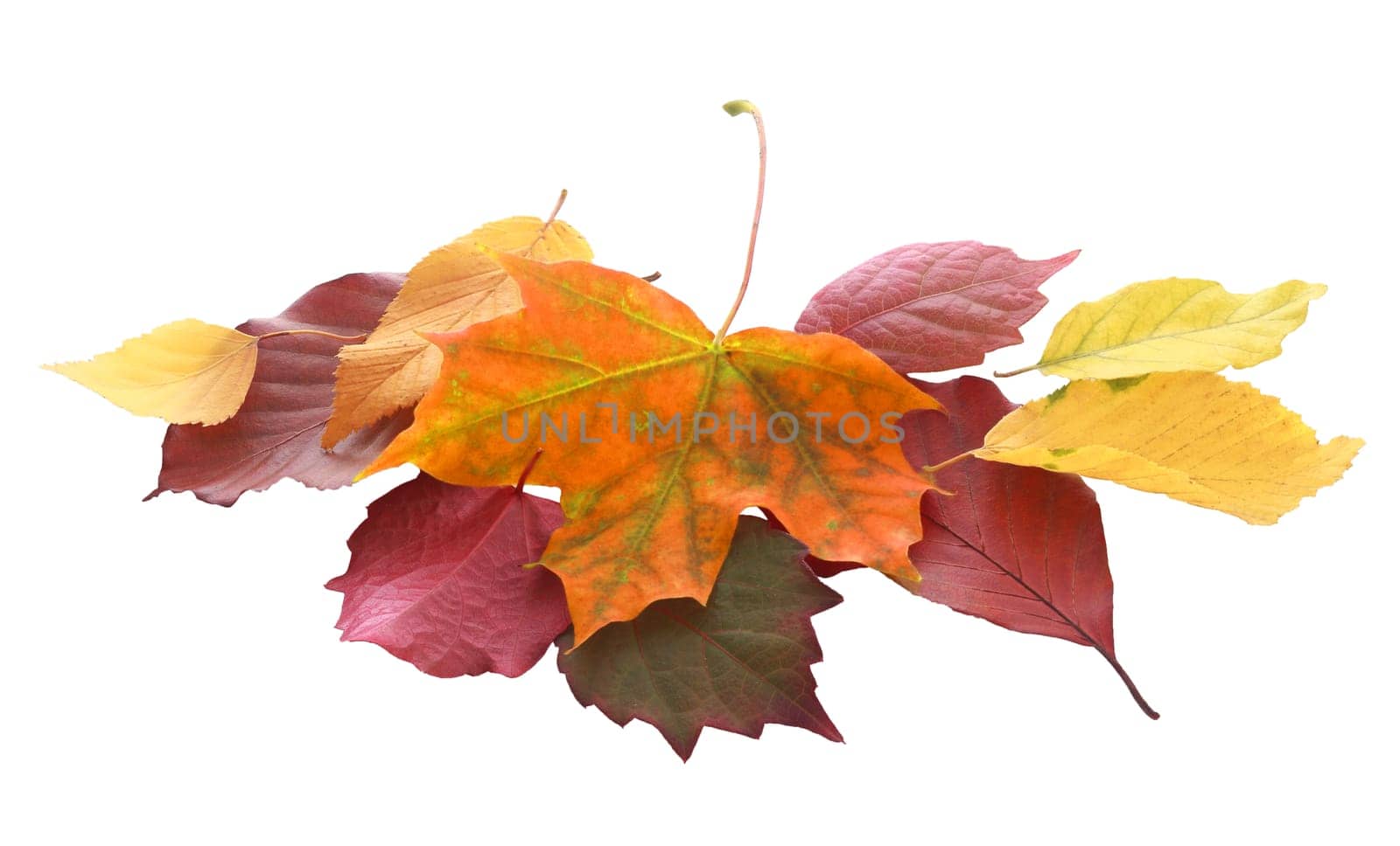 Pile of colorful autumn and fall leaves from a variety of trees in golden yellow, orange, purple, brown and red showing the changing seasons and life cycle of the leaves, isolated on white