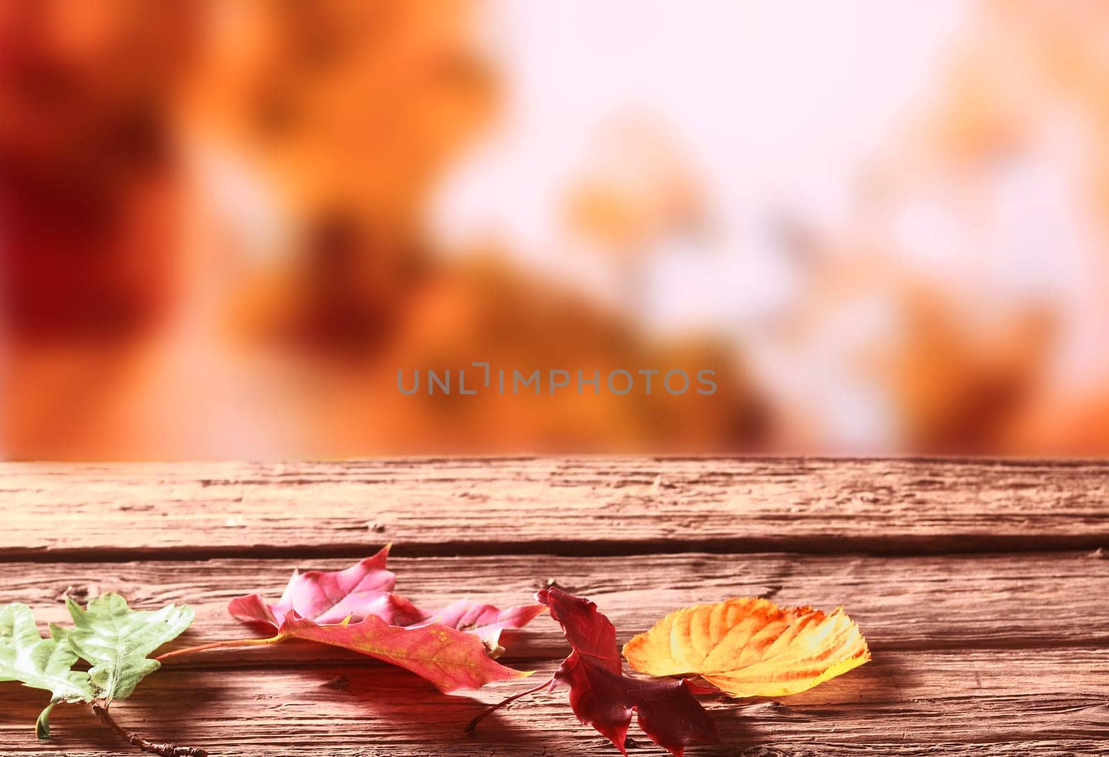 Three faded colorful autumn or fall leaves lying on a rustic wooden garden table against a blurred backdrop of golden orange autumn foliage on the trees providing copyspace for your text