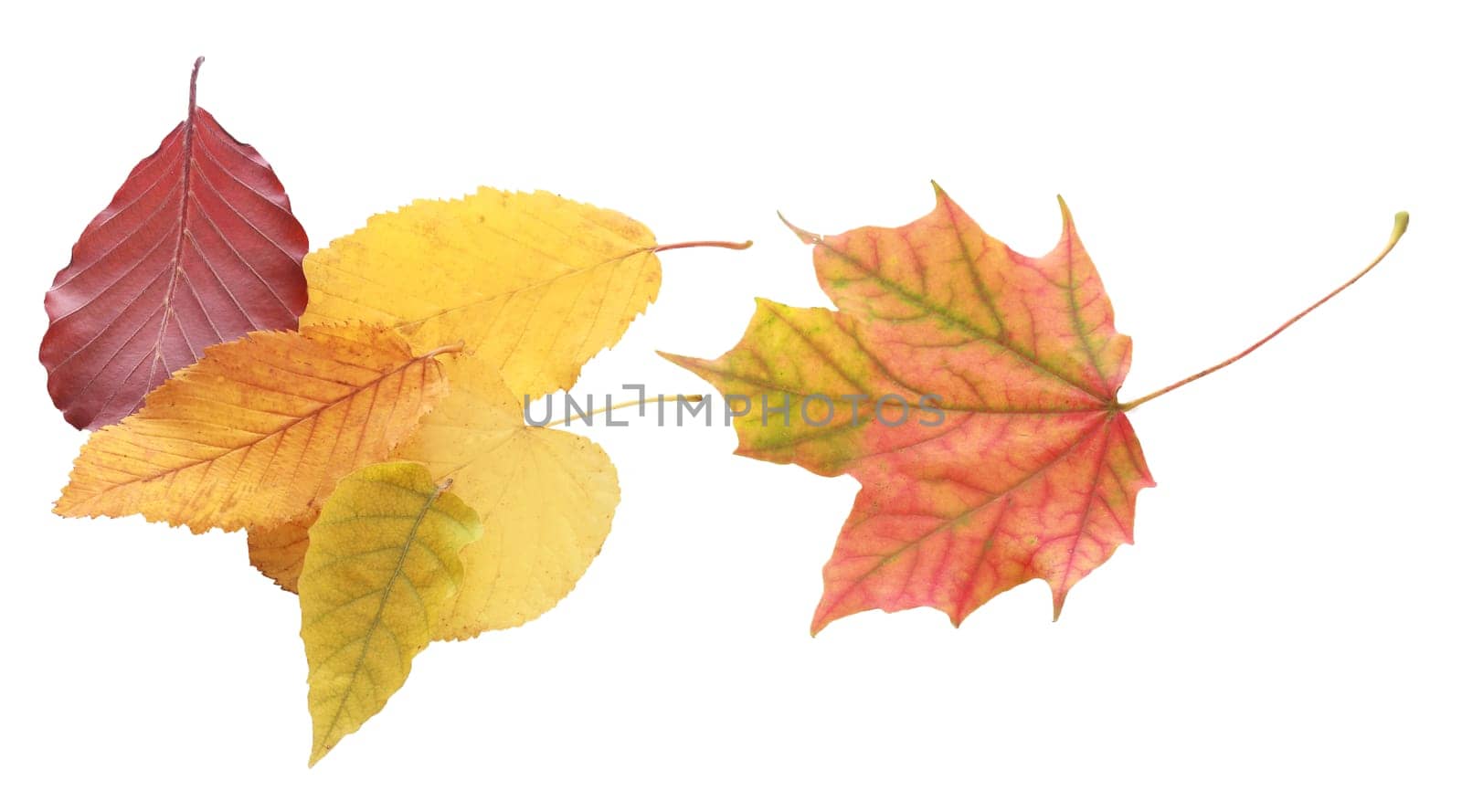 Still Life of Collection of Autumn Leaves on White Background