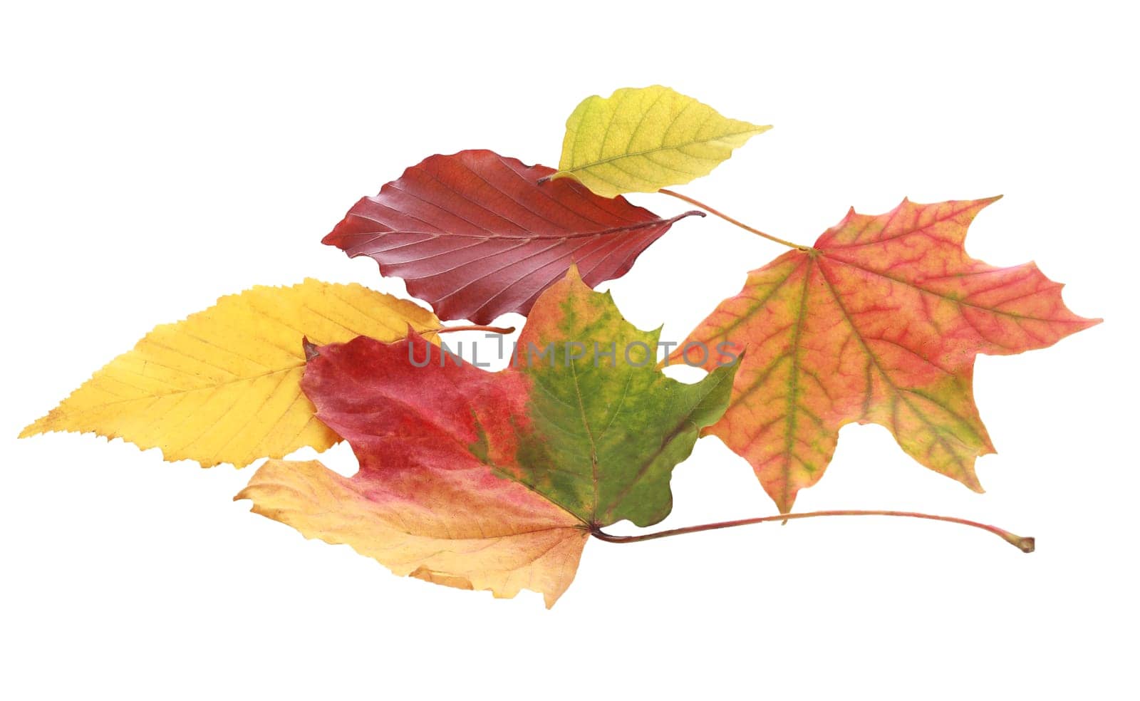 Still Life of Various Colorful Autumn Leaves on White Background
