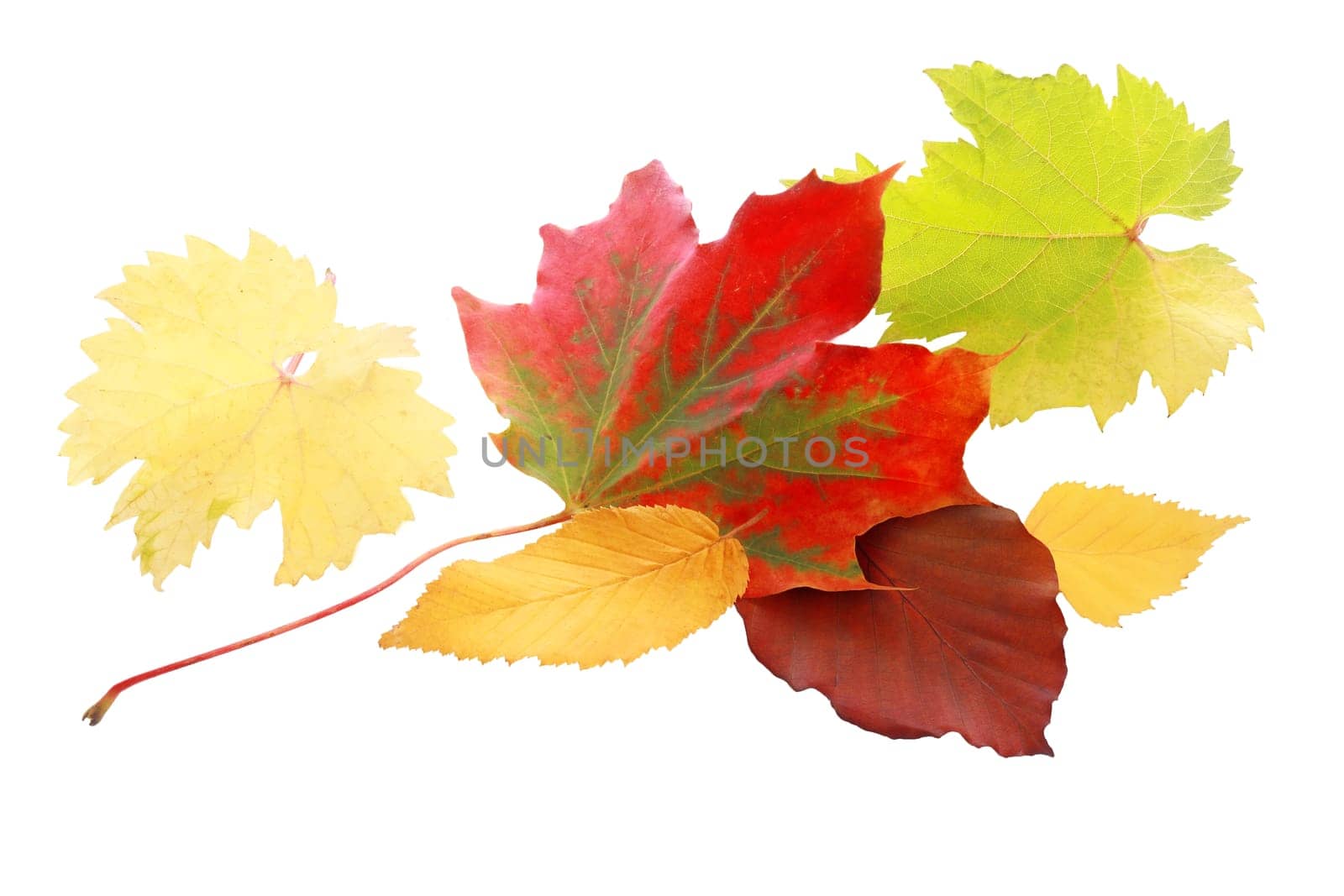 Vibrant red autumn leaf amongst a selection of leaves in yellow and green showing the colorful palette of the fall season, isolated on white