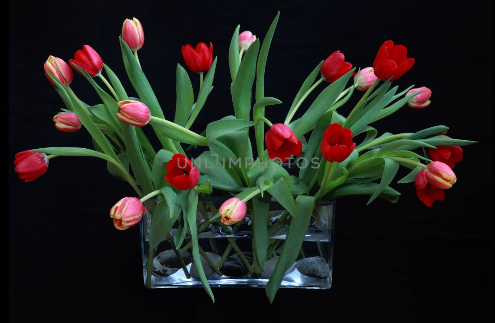 Tulip bouquet