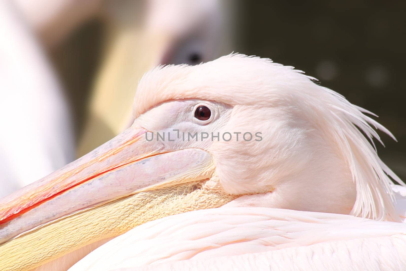 Pink Pelikan Rests in the Midday Sun
