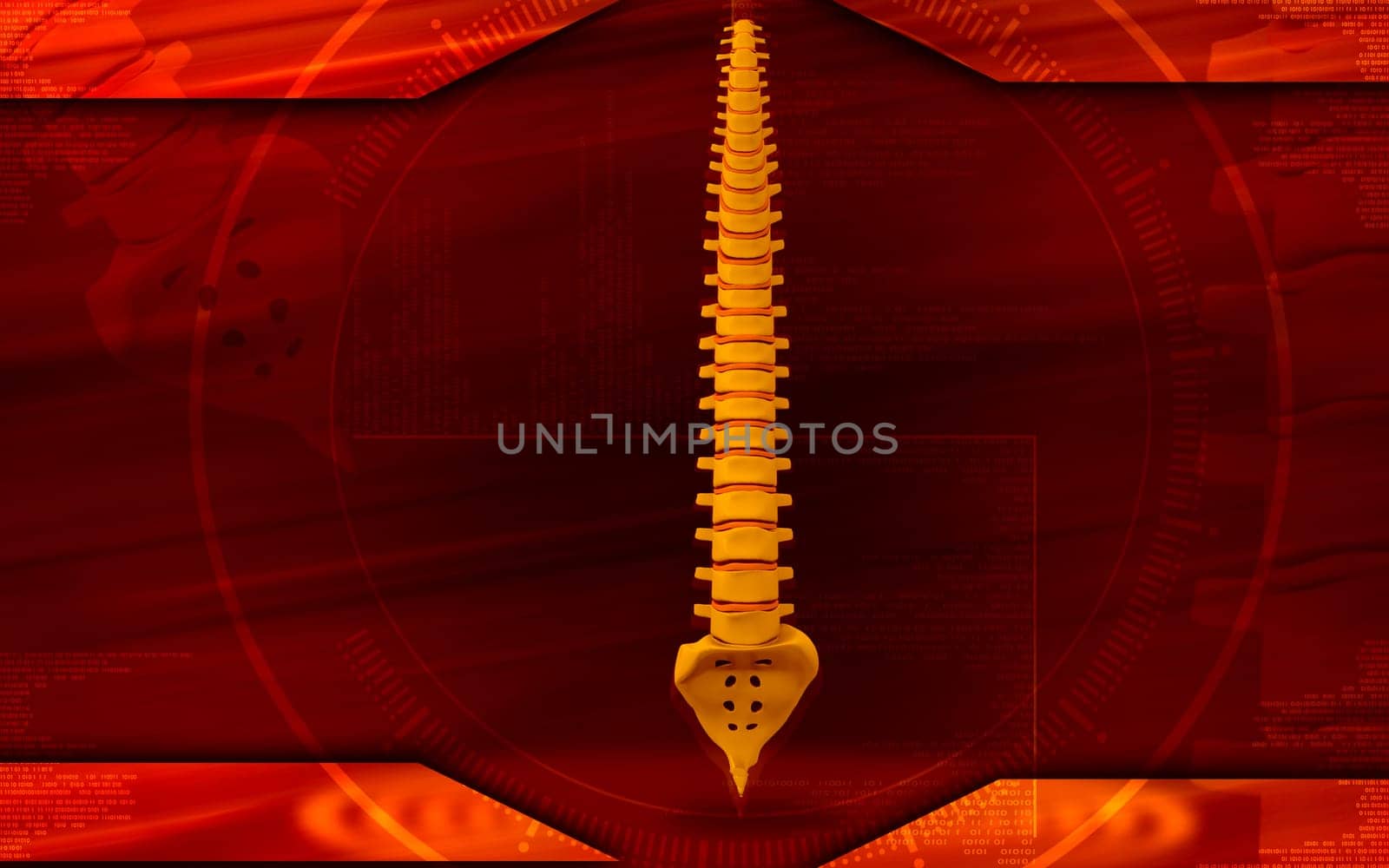 Digital illustration of back bone in colour background