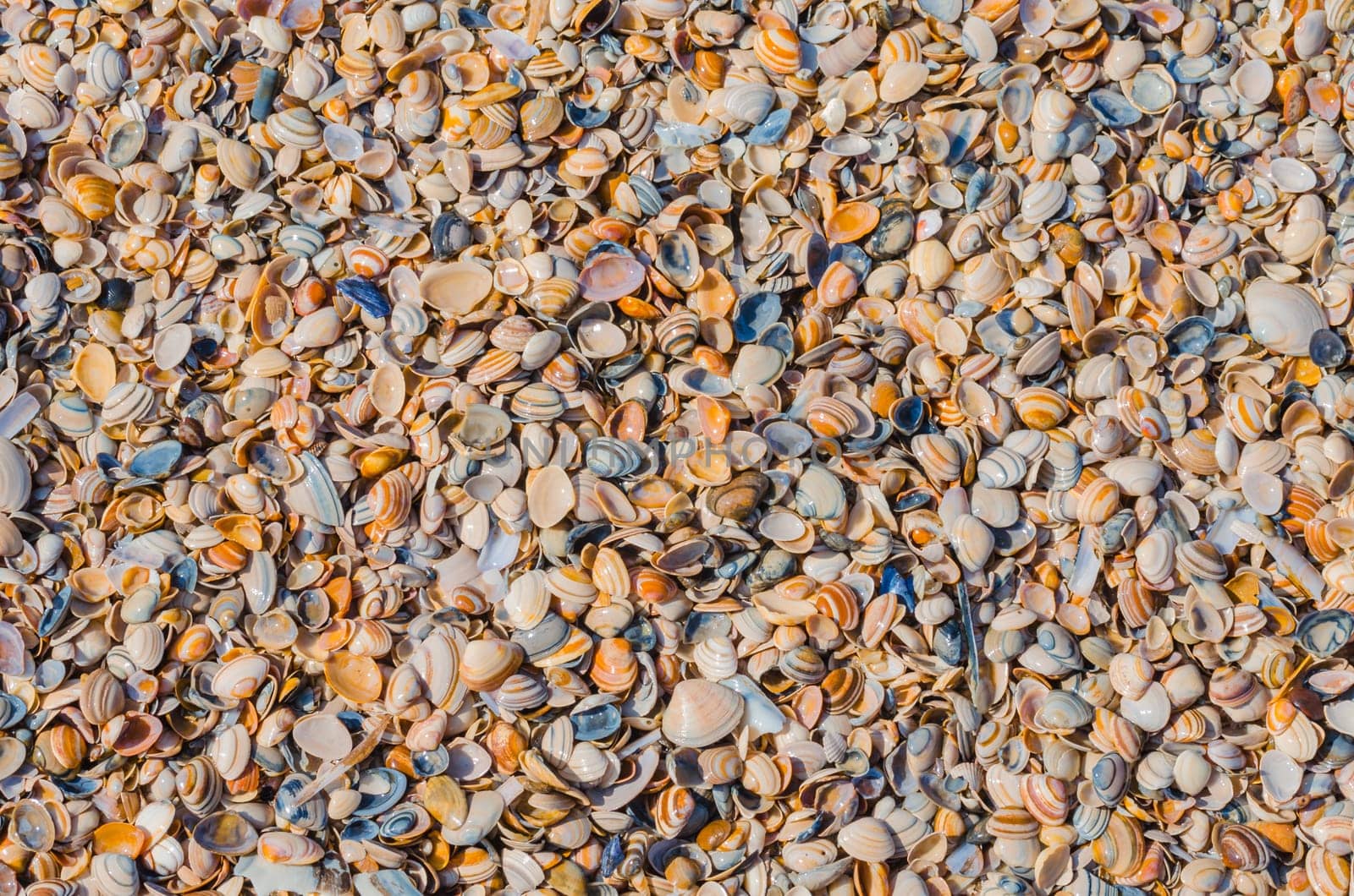 Close-up of various shells washed up on the beach. Photographed from above..