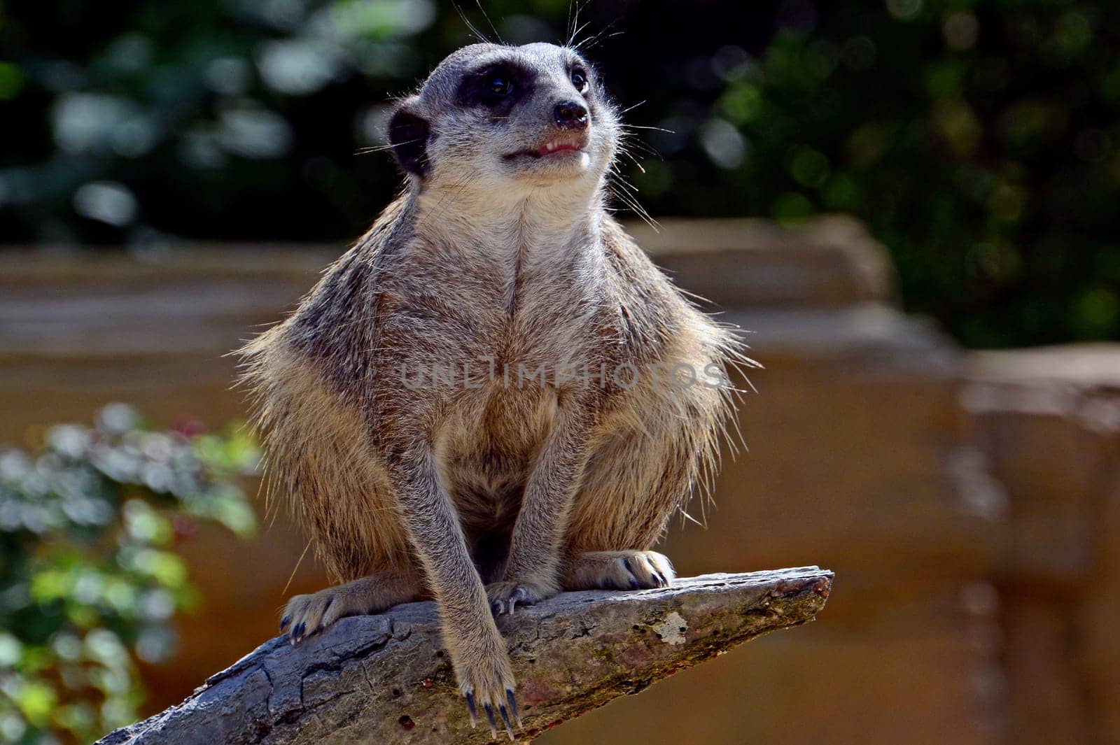 Meerkat