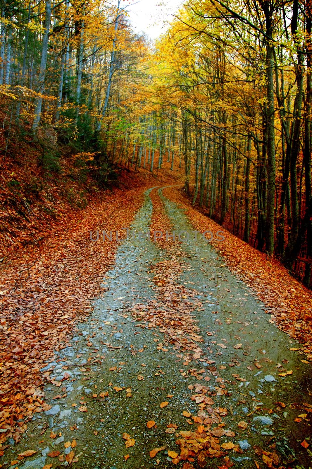 Vintage photo of curving road in autumn forest