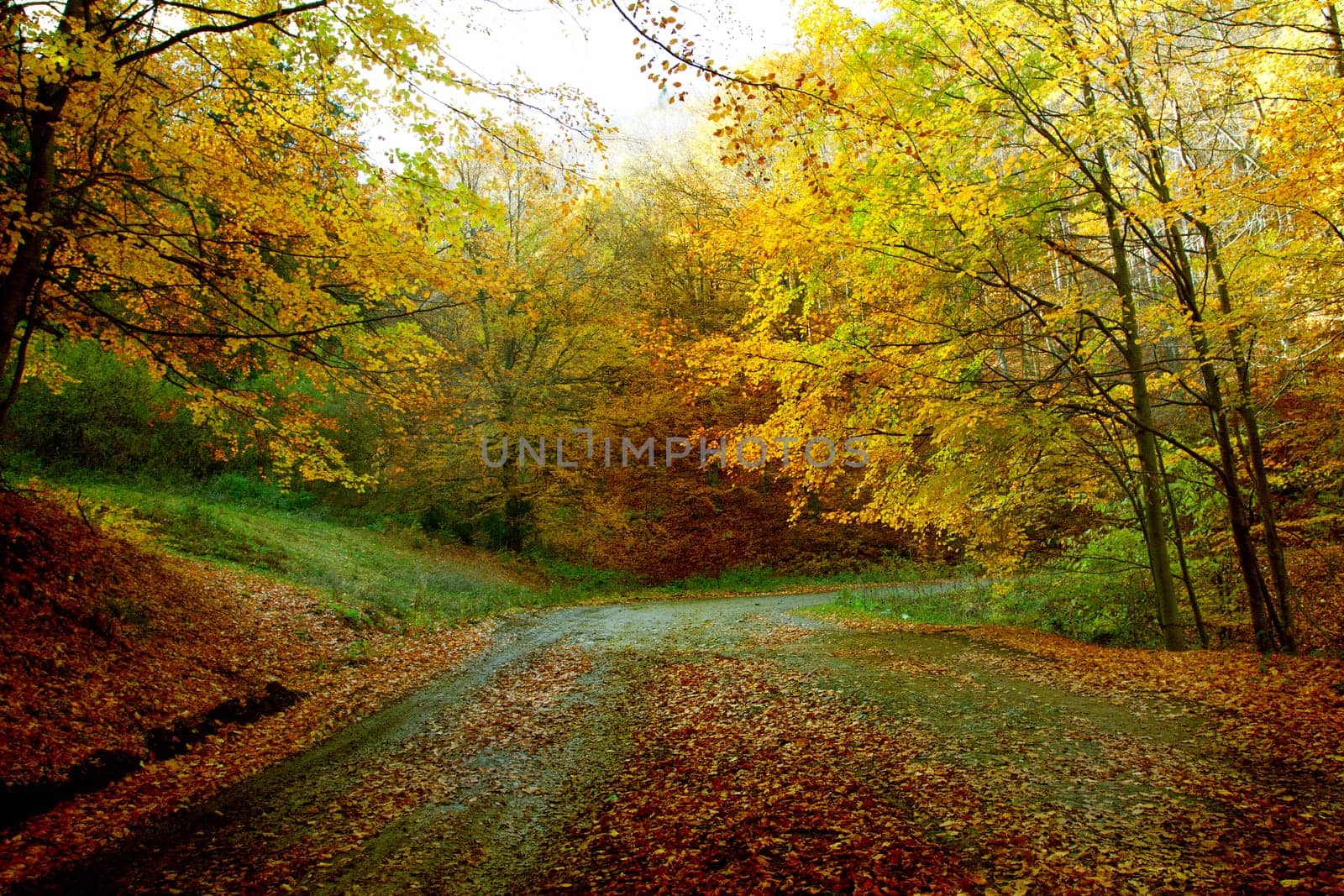 Vintage photo of curving road in autumn forest