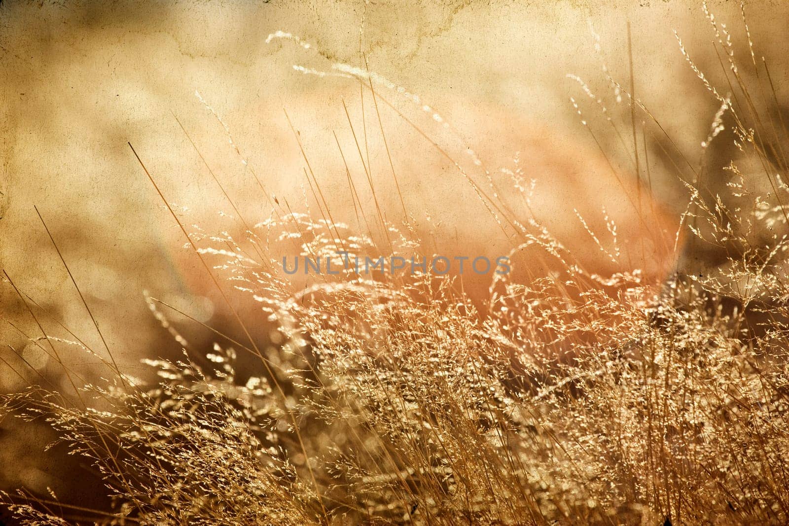 agricultural background - vintage photo