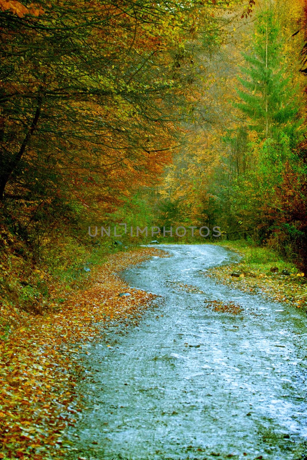 Vintage photo of curving road in autumn forest