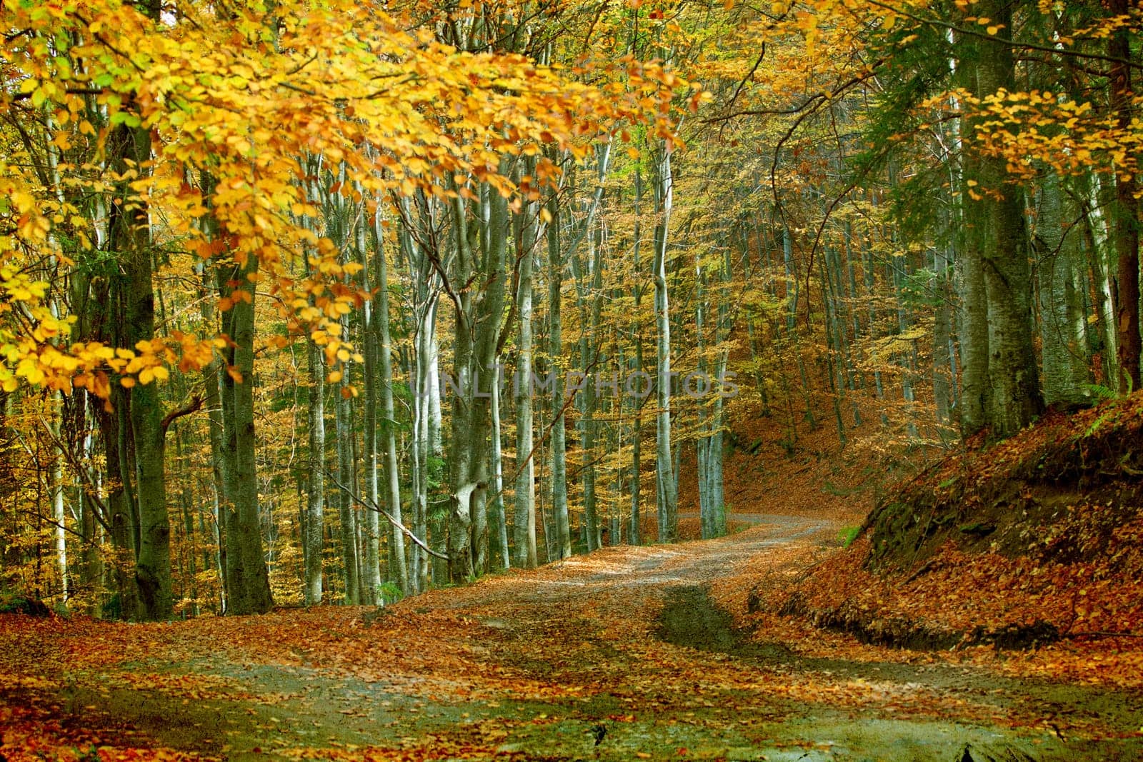 Vintage photo of curving road in autumn forest