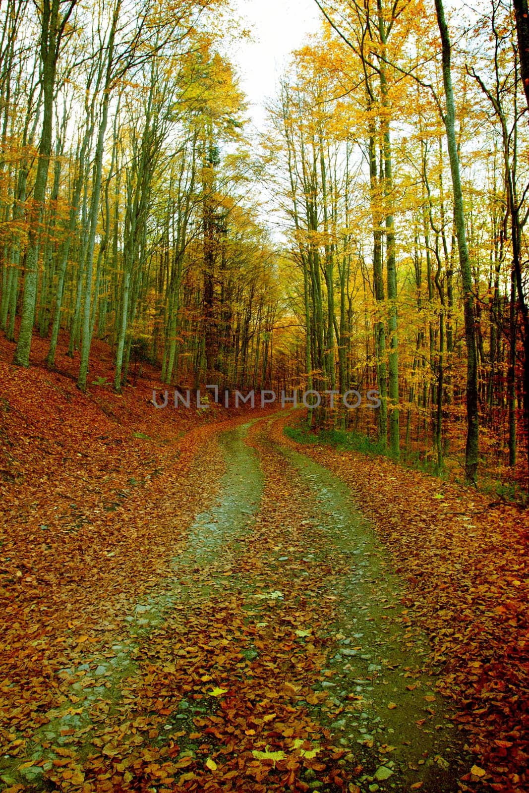 Vintage photo of curving road in autumn forest