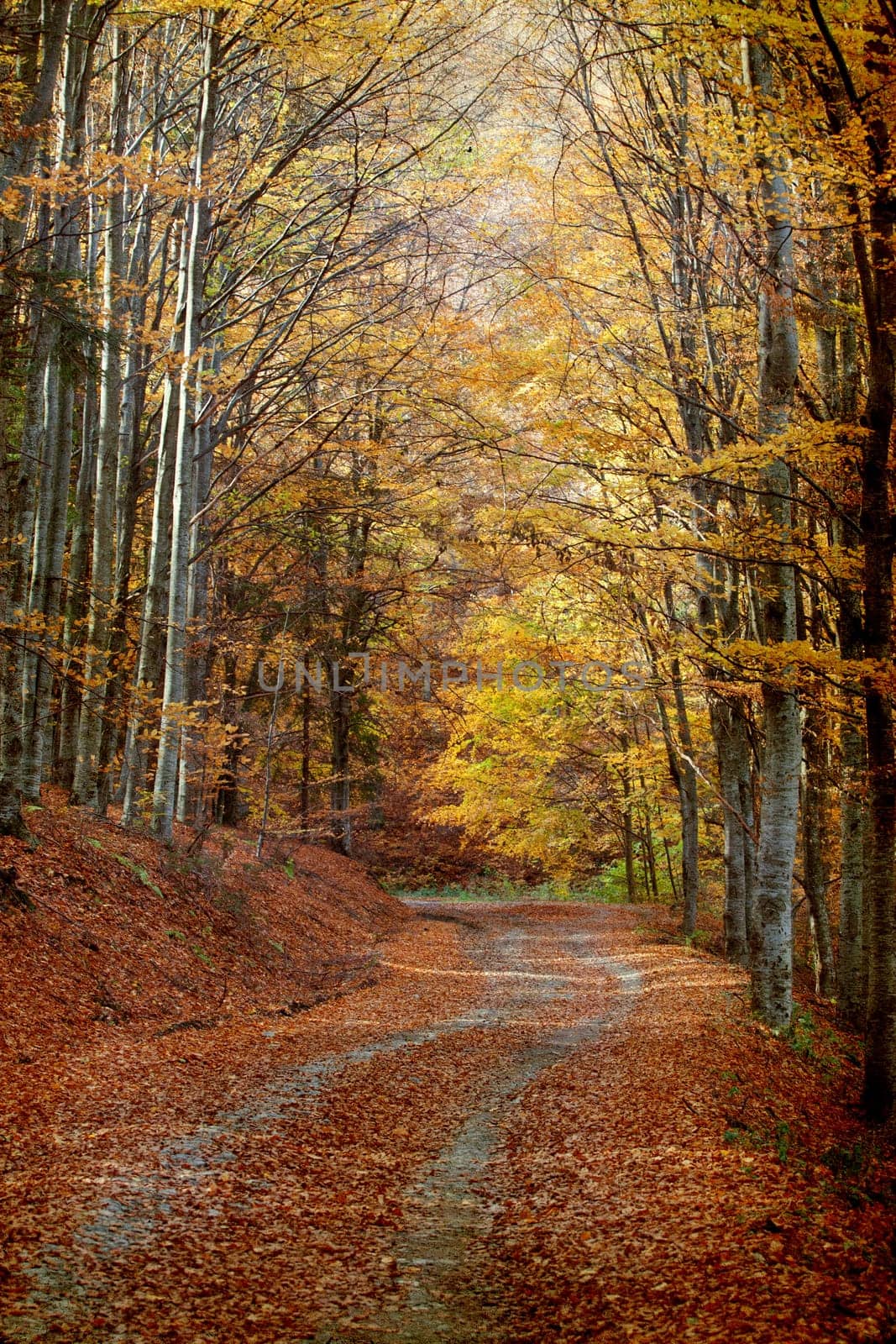 Vintage photo of curving road in autumn forest