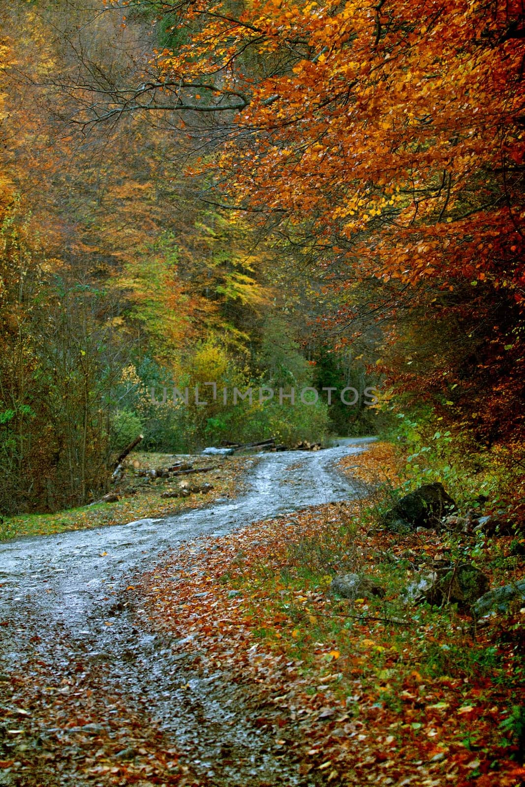 Vintage photo of curving road in autumn forest
