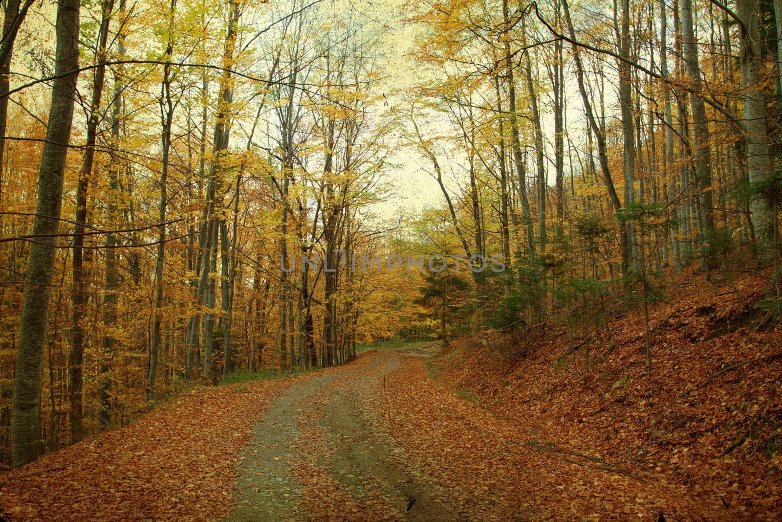 Vintage photo of curving road in autumn forest
