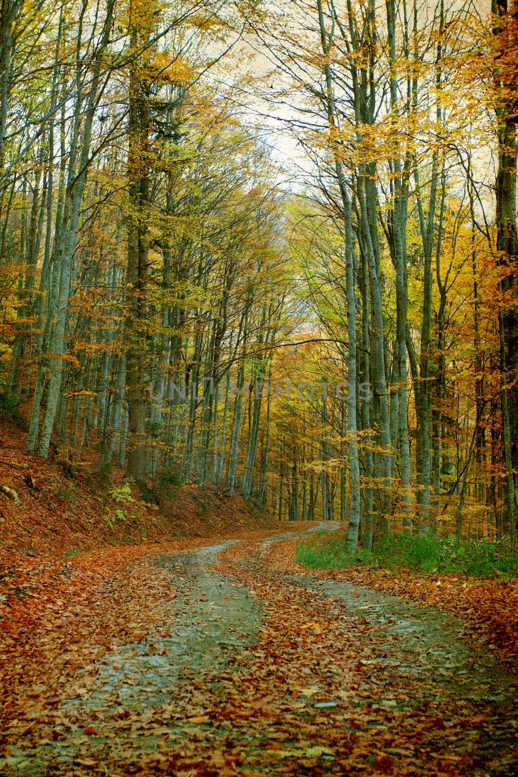 Vintage photo of curving road in autumn forest
