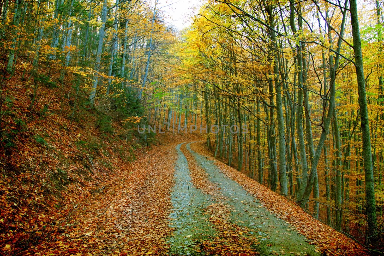 Vintage photo of curving road in autumn forest