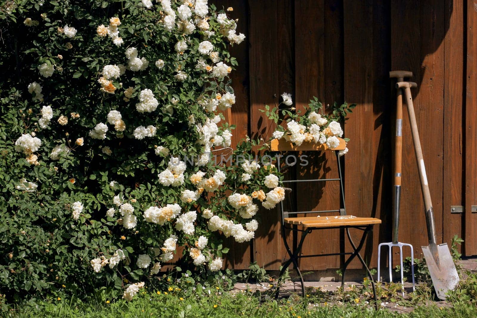 Garden hut with roses,chair and tools