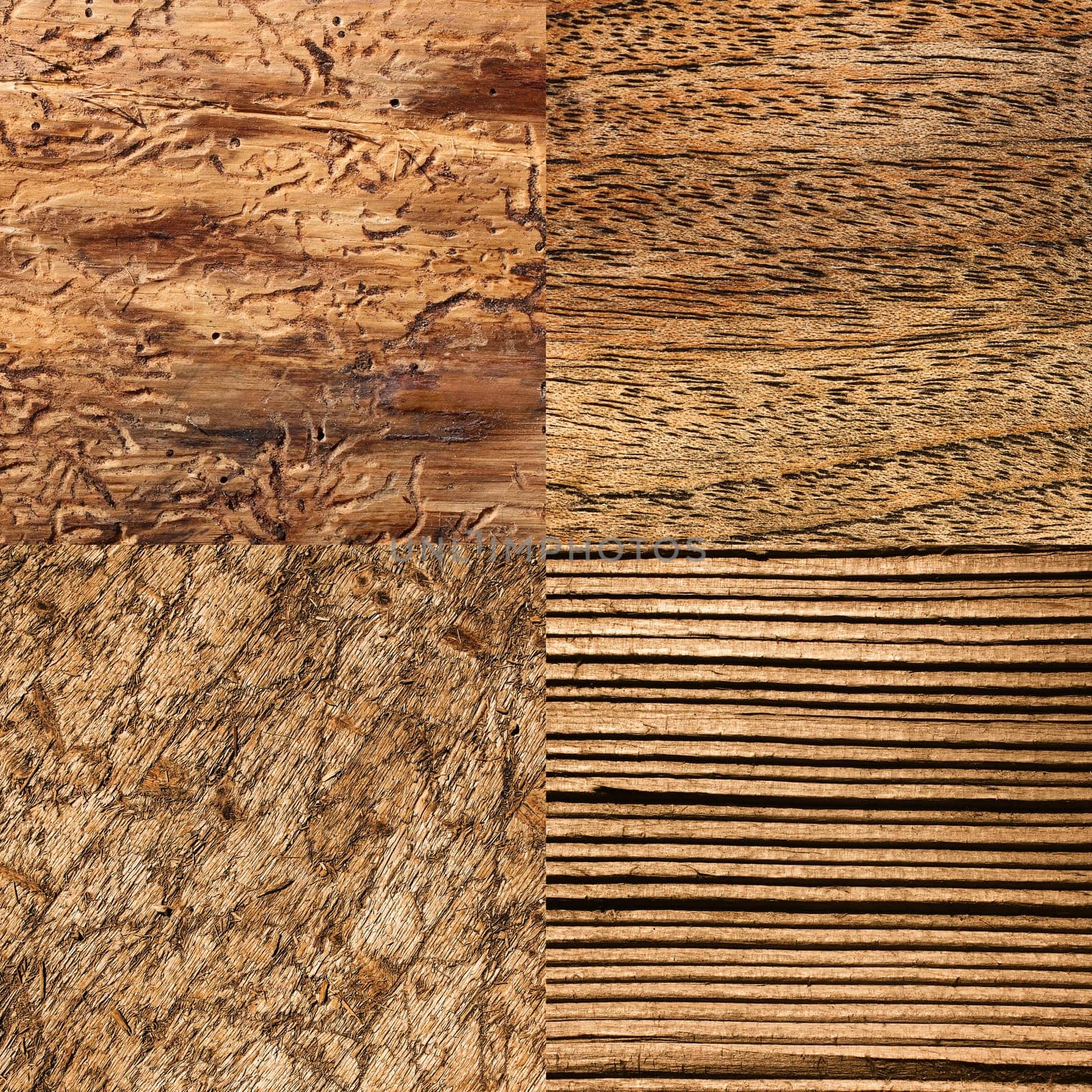 Wood species,background