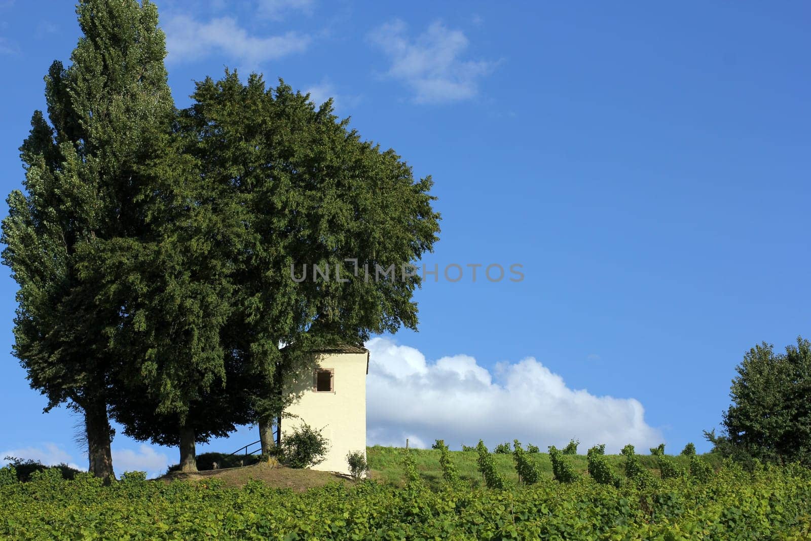 Vineyard with little house and cypress