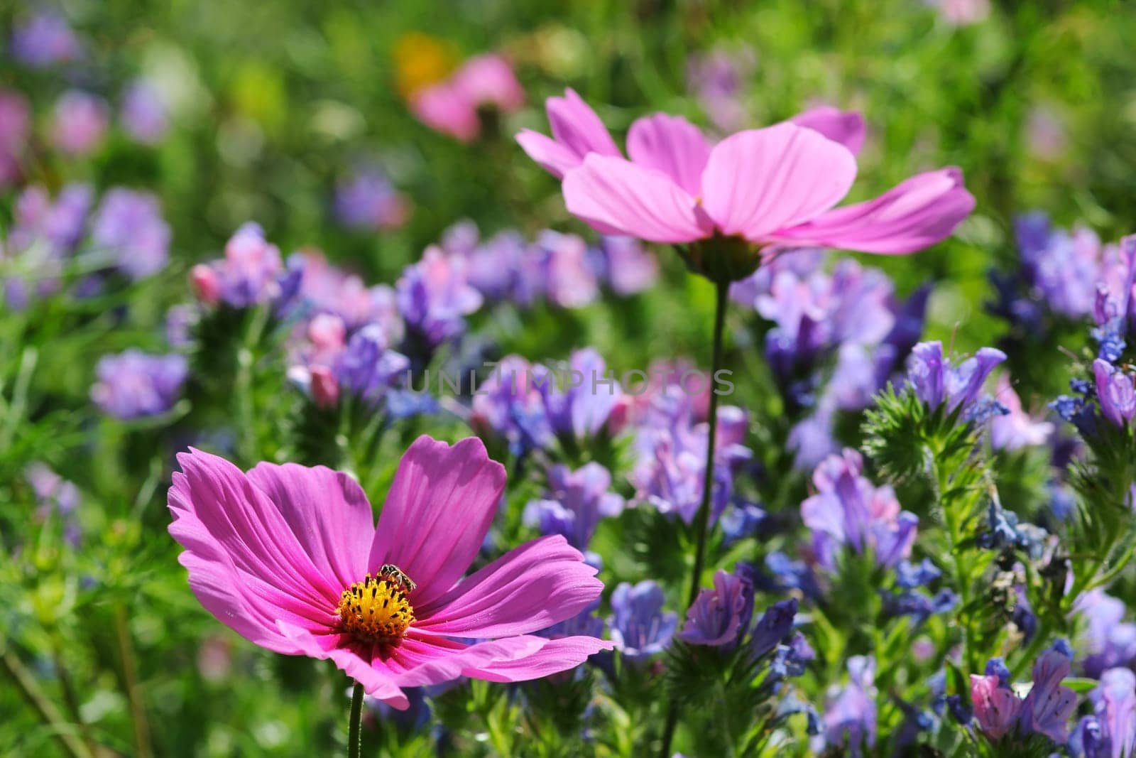 Garden flowers with Cosmea and Natterkopf