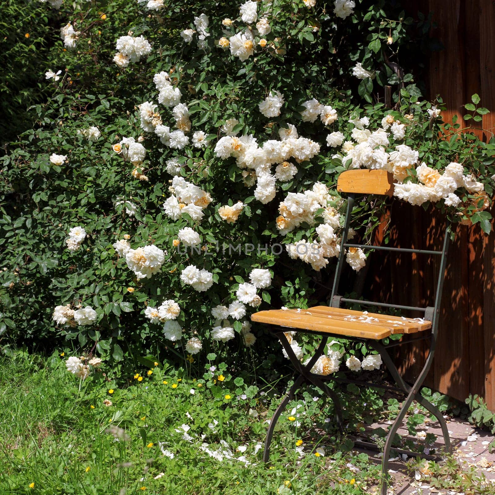 Garden chair with roses and watering can