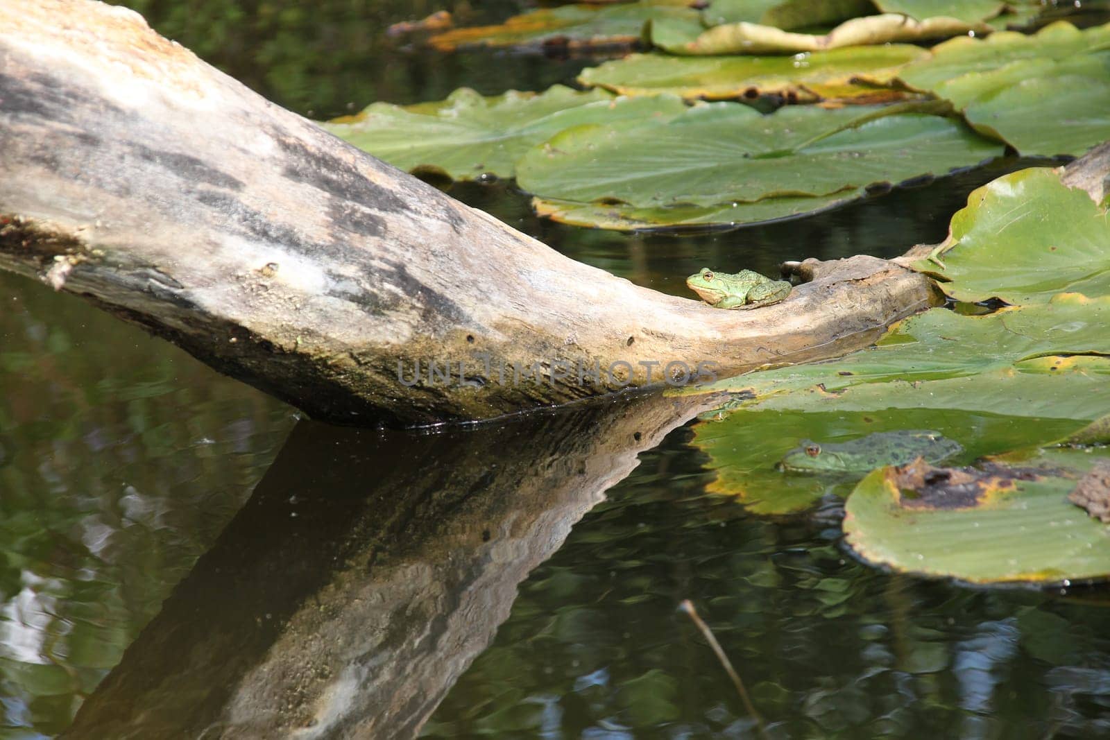 A frog on a tree root