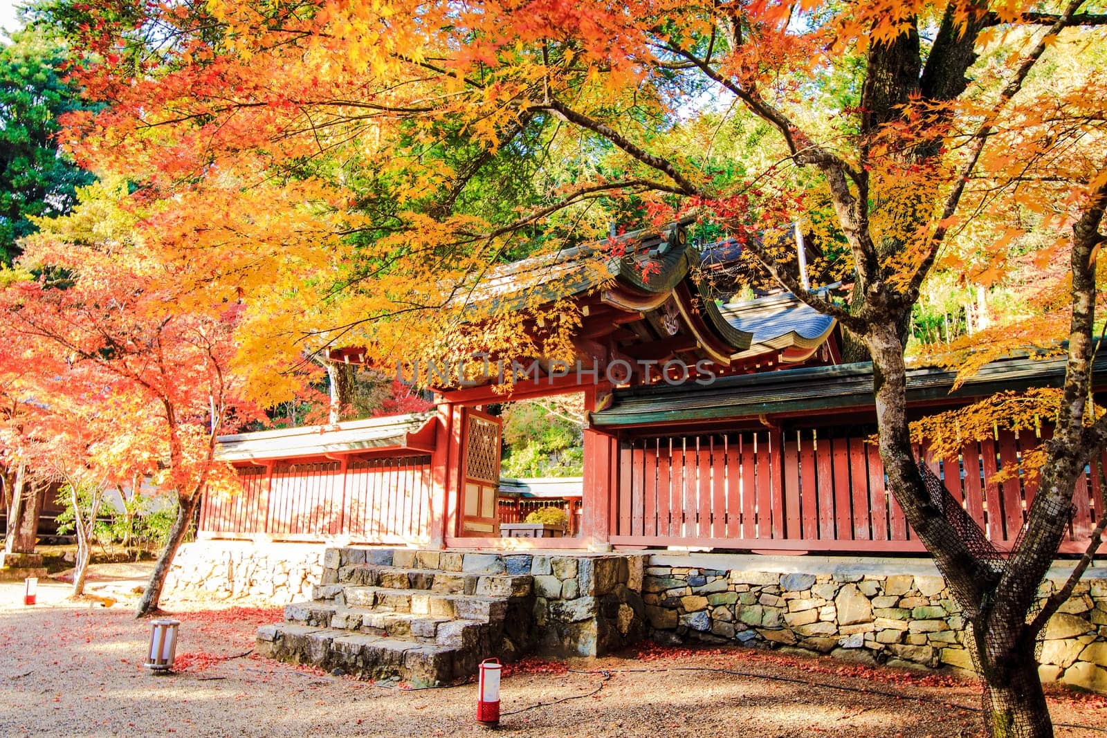 Red leaves of the maple in autumn for adv or others purpose use