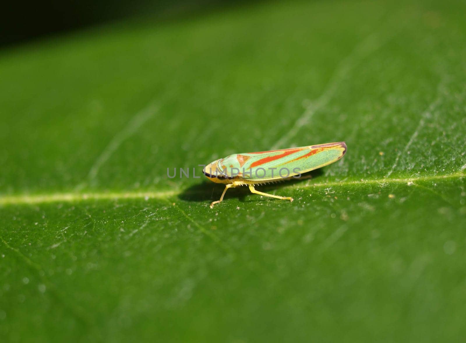 Rhododendrone cicada