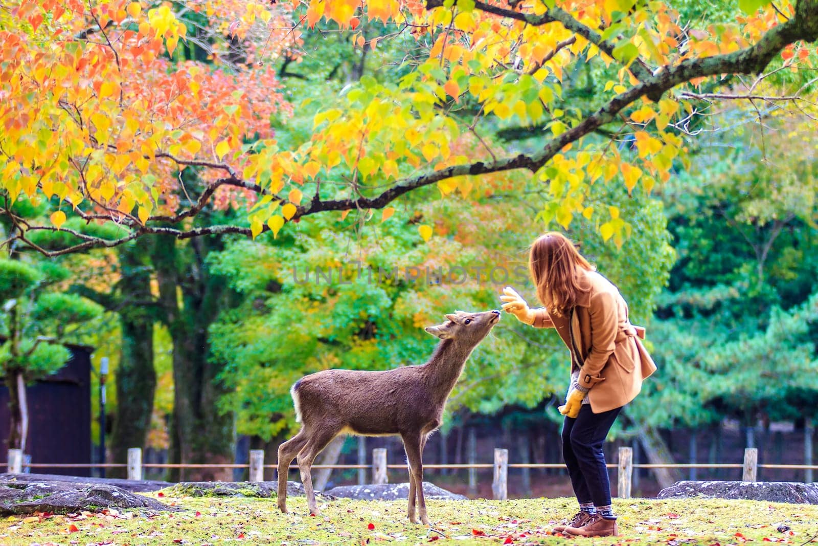 NARA, JAPAN - Nov 21
