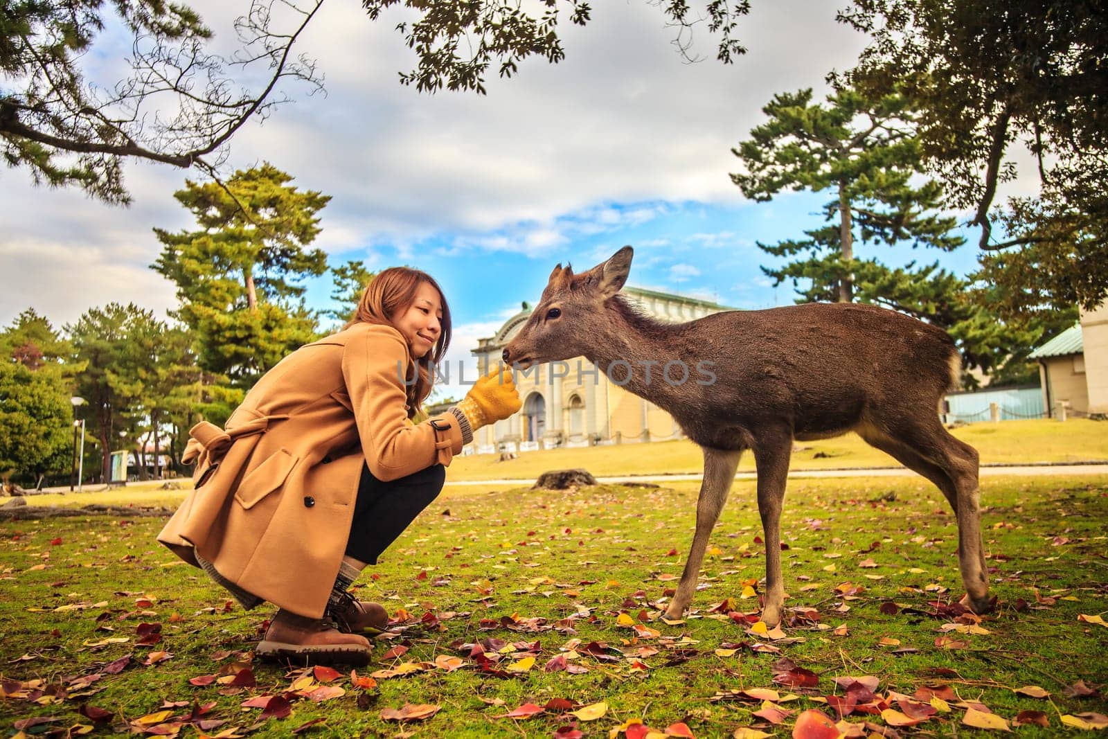 NARA, JAPAN - Nov 21
