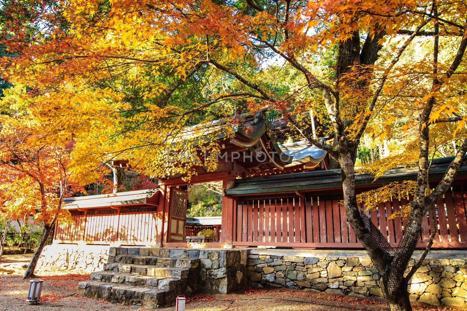 Red leaves of the maple in autumn for adv or others purpose use