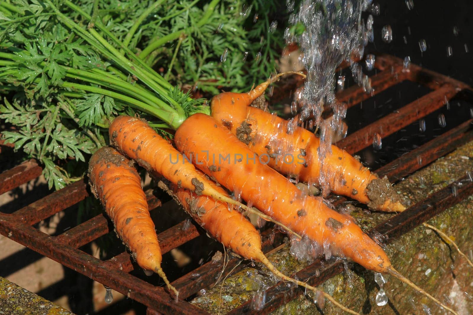 Clean freshly harvested carrots