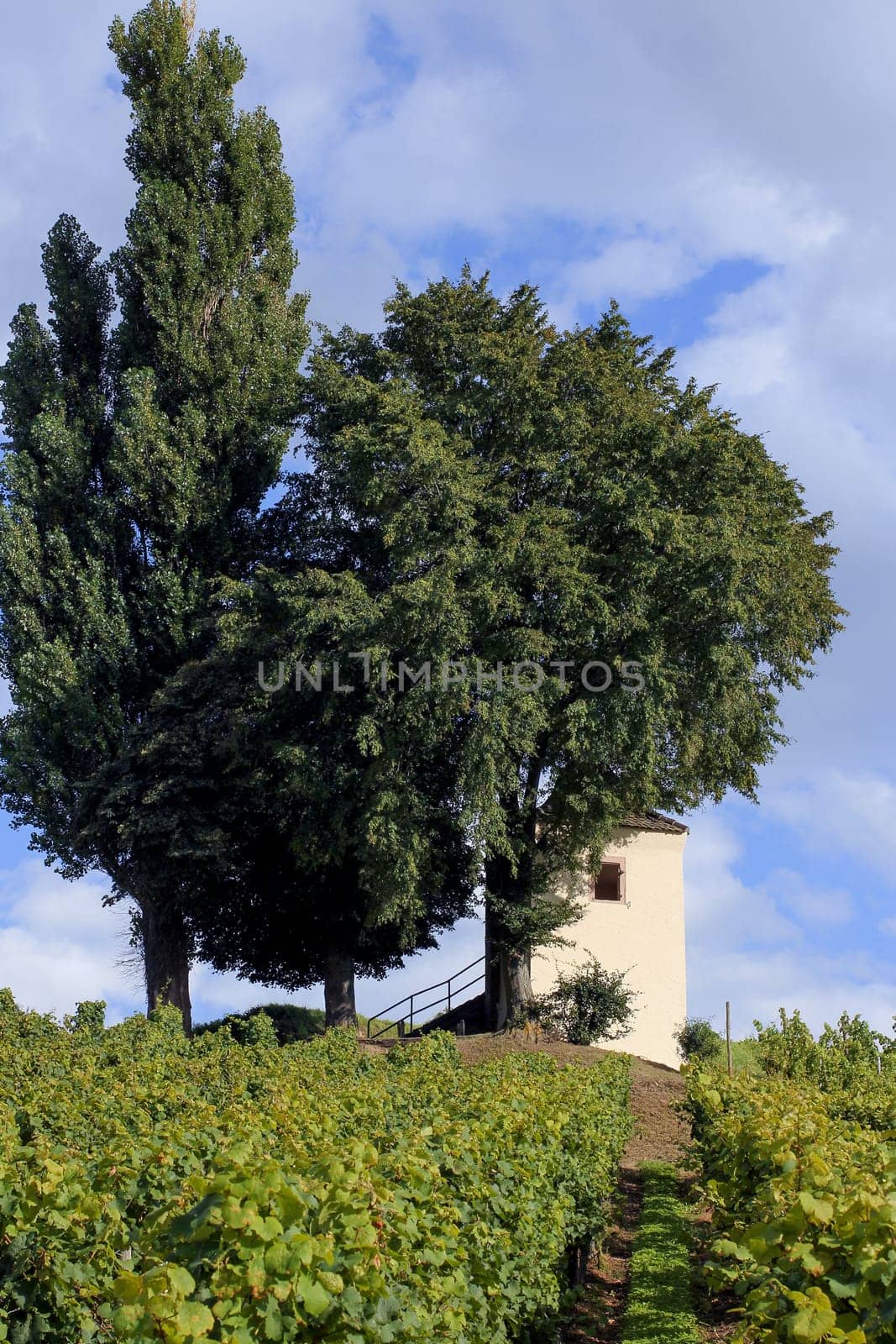 Vineyard with little house and cypress