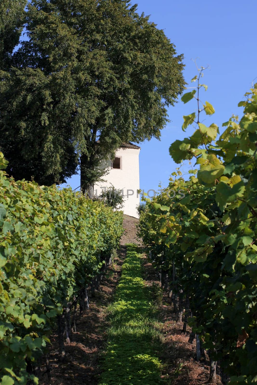 Vineyard with little house and cypress