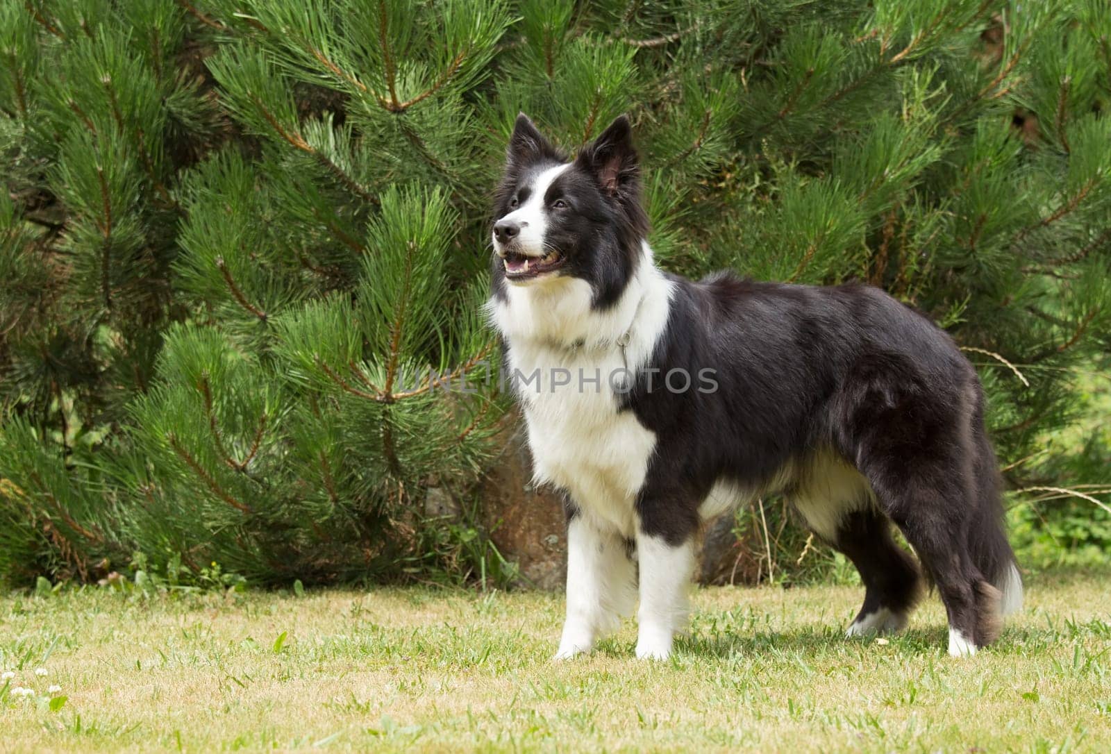 Border collie is standing on the lawn. Horizontally.